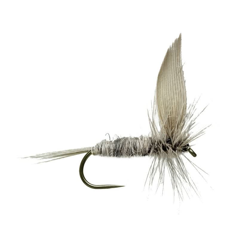 Blue Dun BL - Go - Fish