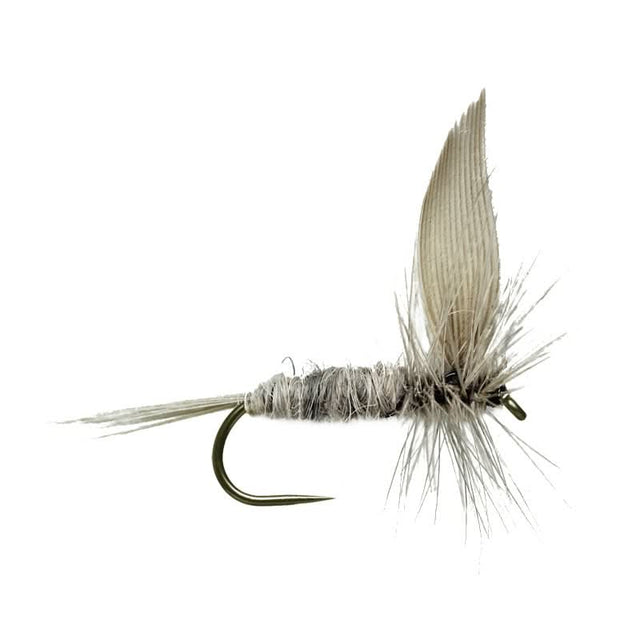 Blue Dun BL - Go - Fish