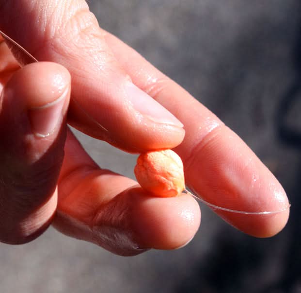 Indicatore Loon Biostrike yellow - Go - Fish