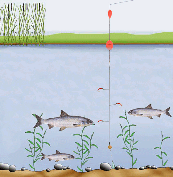 Piombo coregone a pendolo Go-Fish