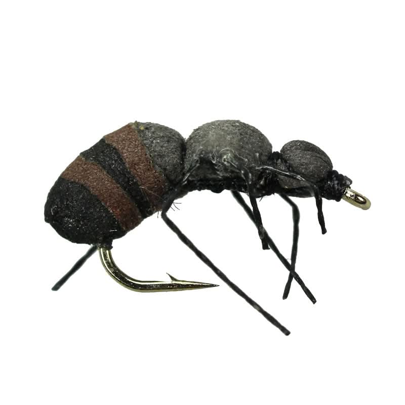 Brown Ant - Go - Fish