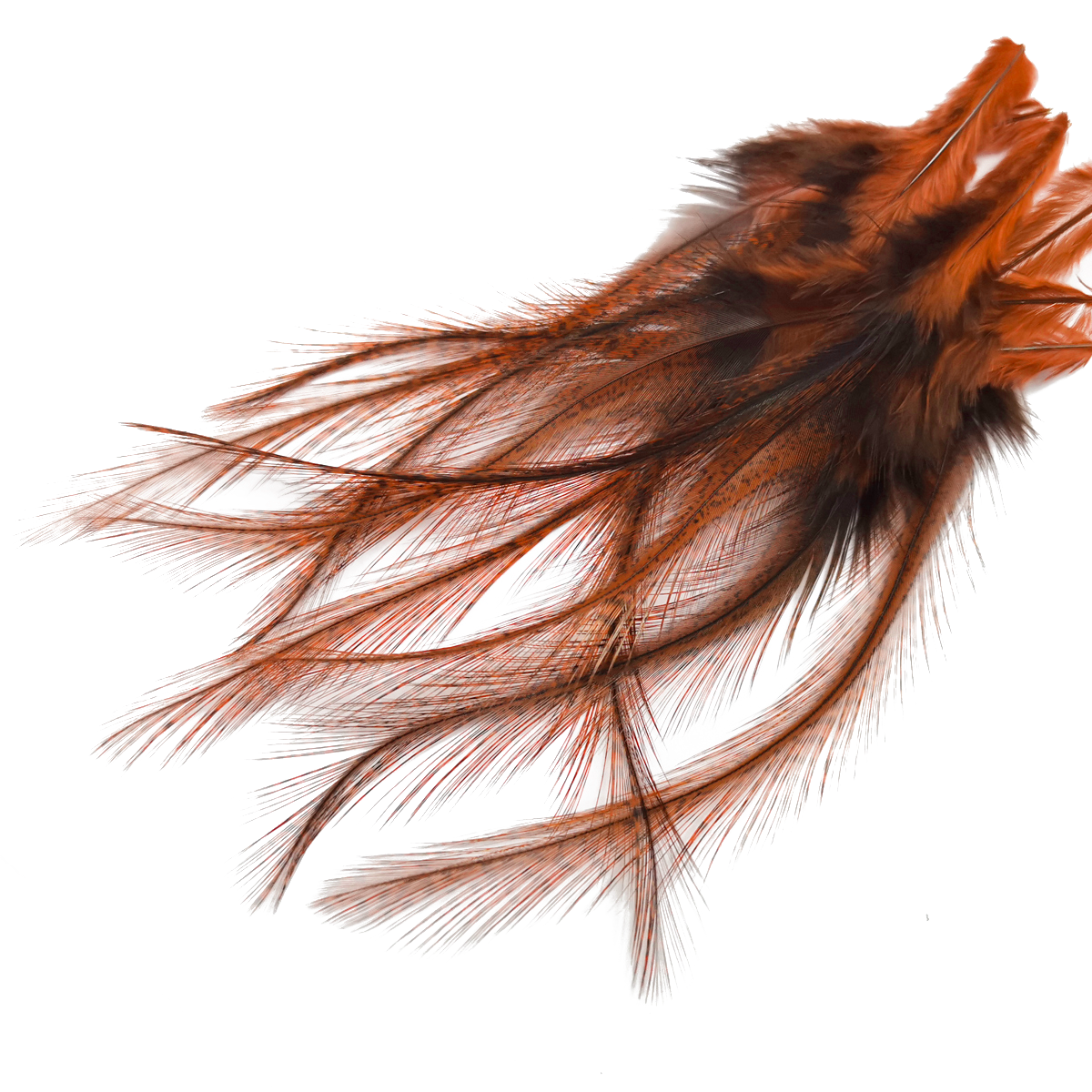 Coq de Leon Selected Saddle Hackles