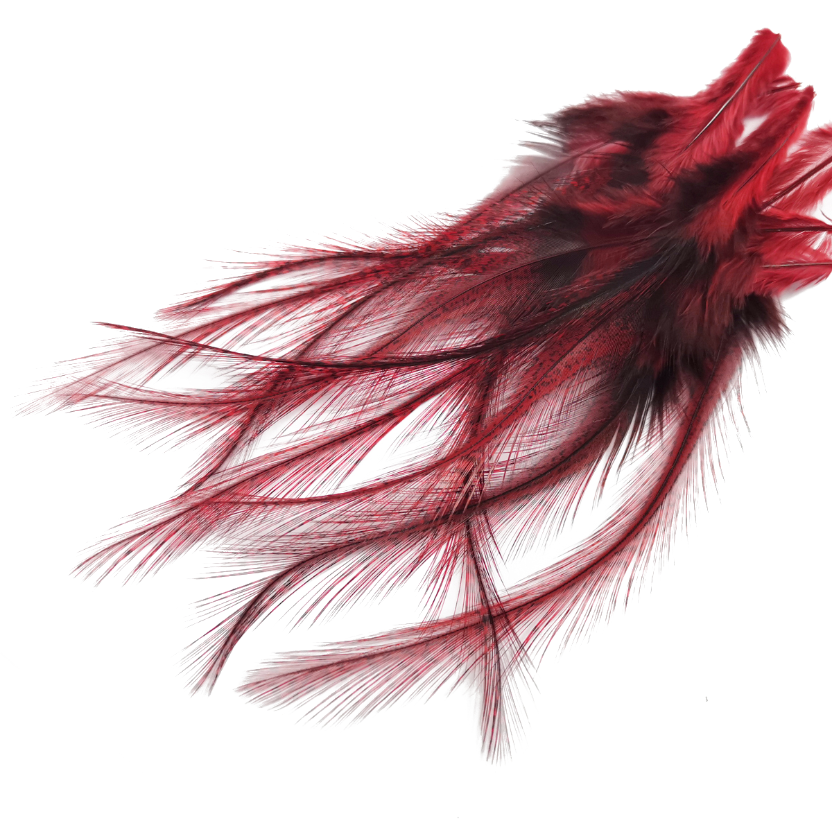 Coq de Leon Selected Saddle Hackles
