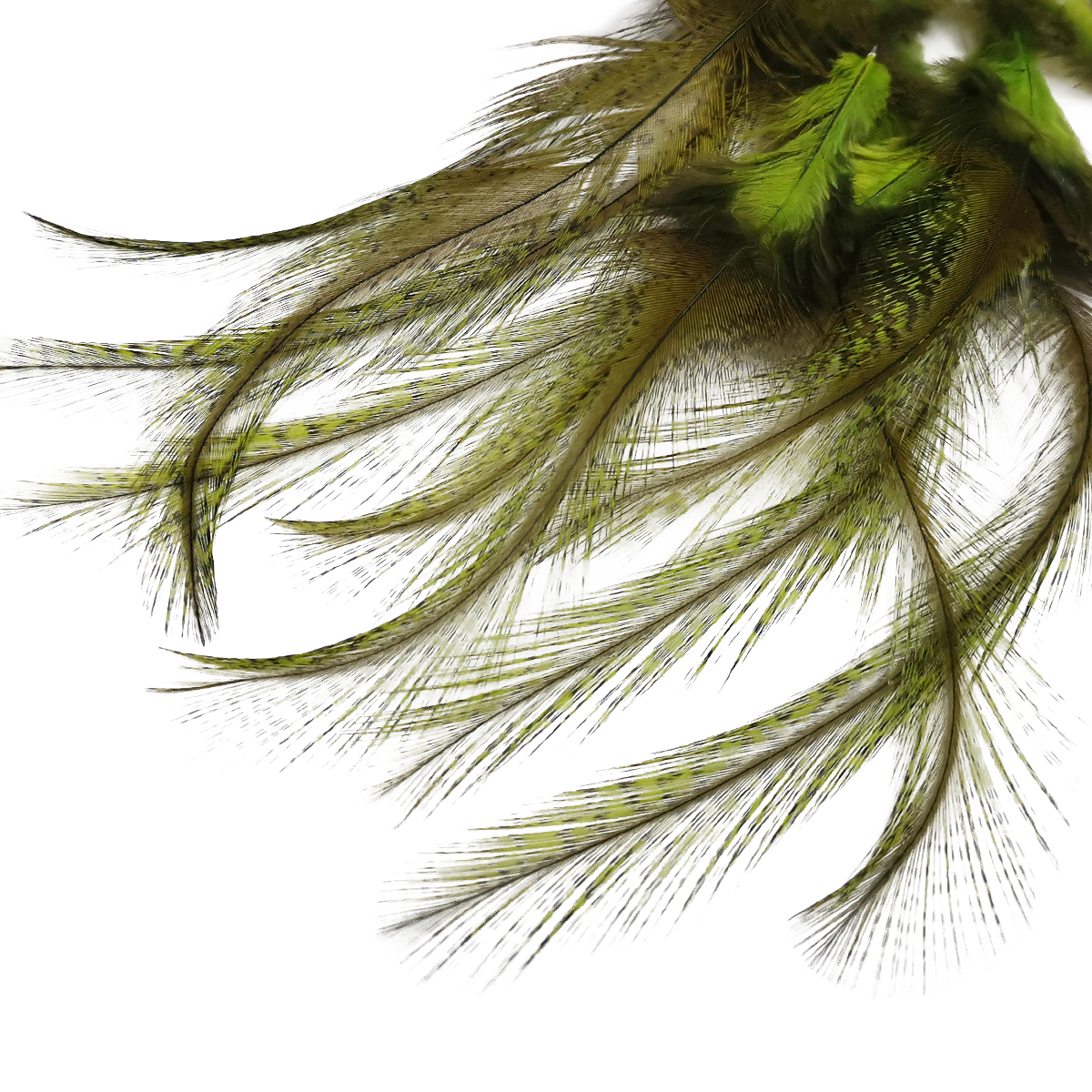 Coq de Leon Selected Saddle Hackles