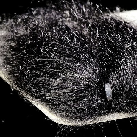 Ghost Hair - Go - Fish