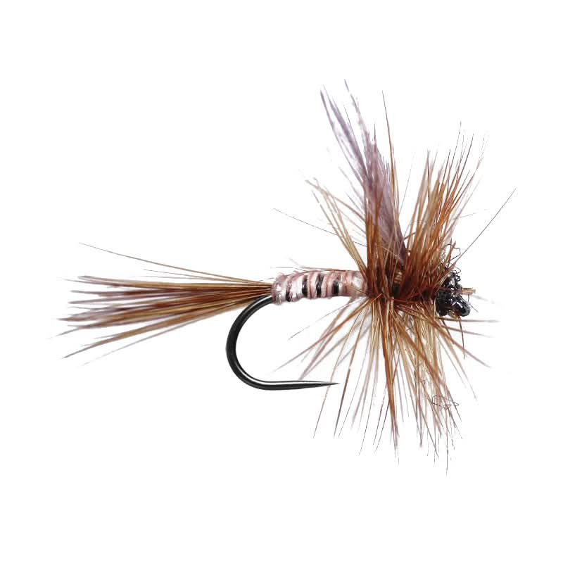 Ginger Quill BL - Go - Fish