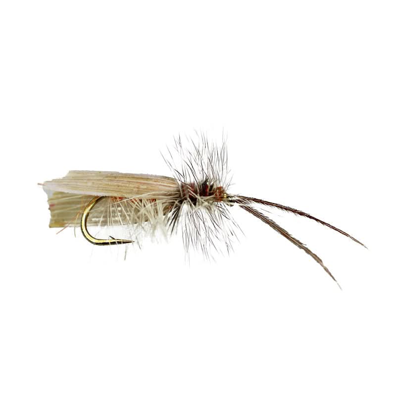 Grey Sedge - Go - Fish