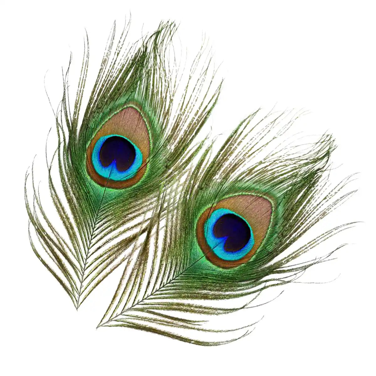 Occhio della coda di pavone green