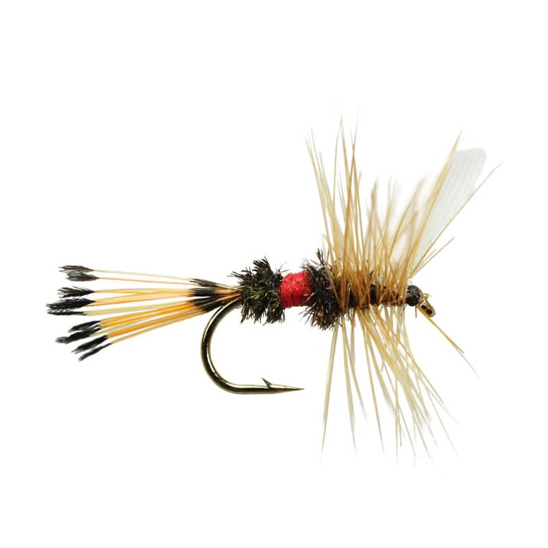 Royal Coachman - Go - Fish