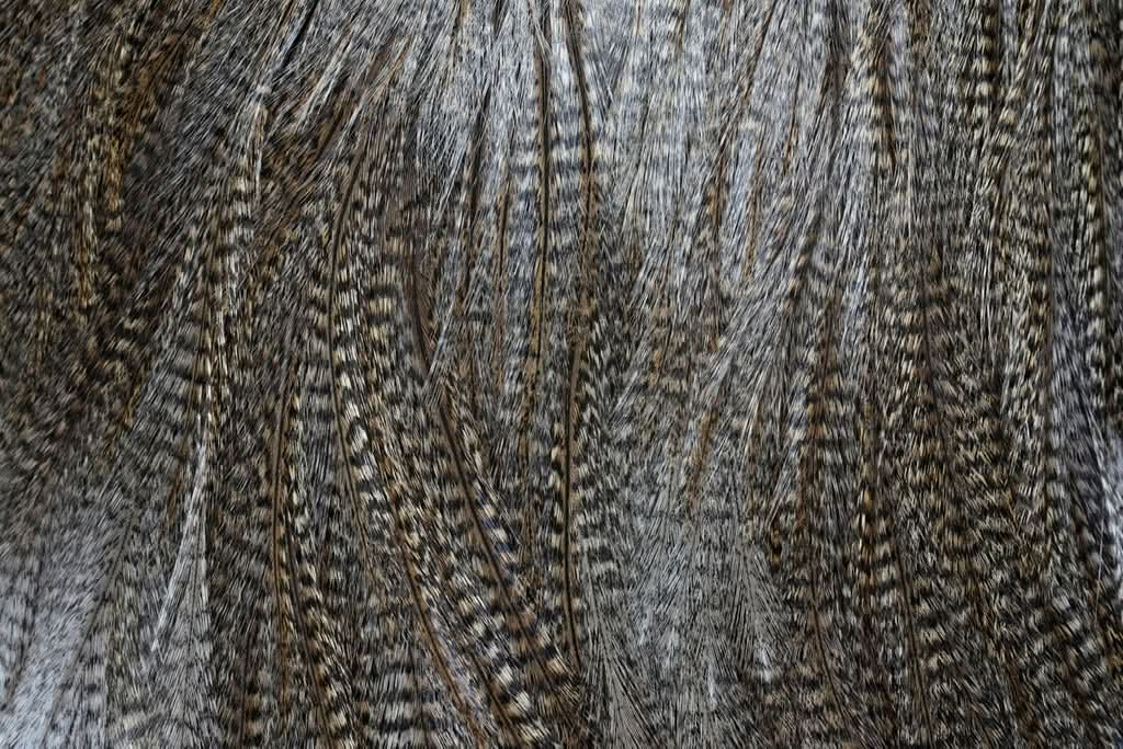 Sella di Gallopardo - Coq de Leon - Go - Fish