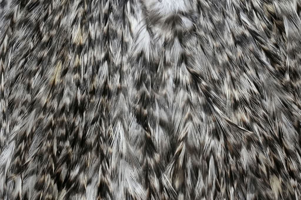 Sella di Gallopardo - Coq de Leon - Go - Fish