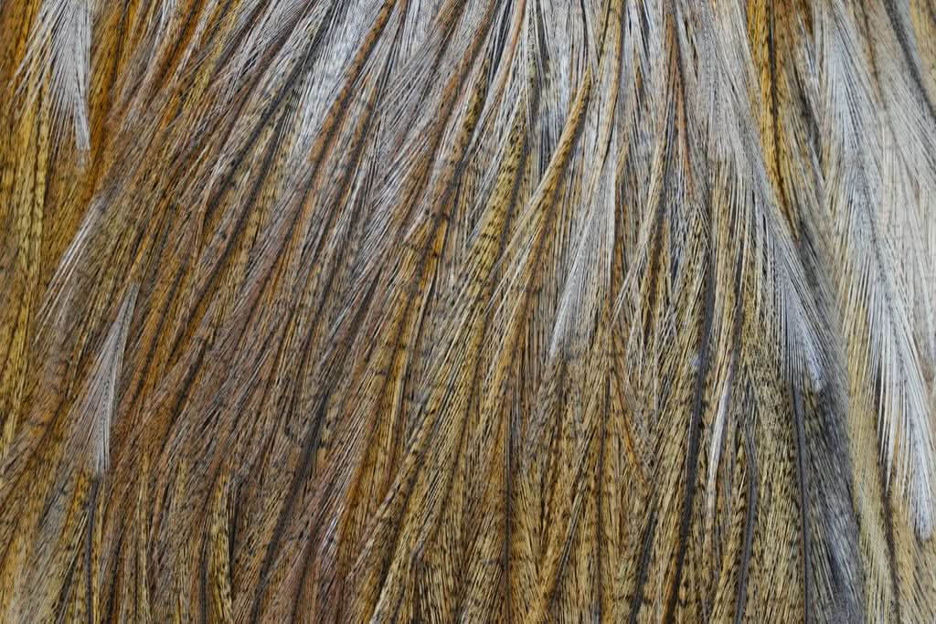 Sella di Gallopardo - Coq de Leon - Go - Fish