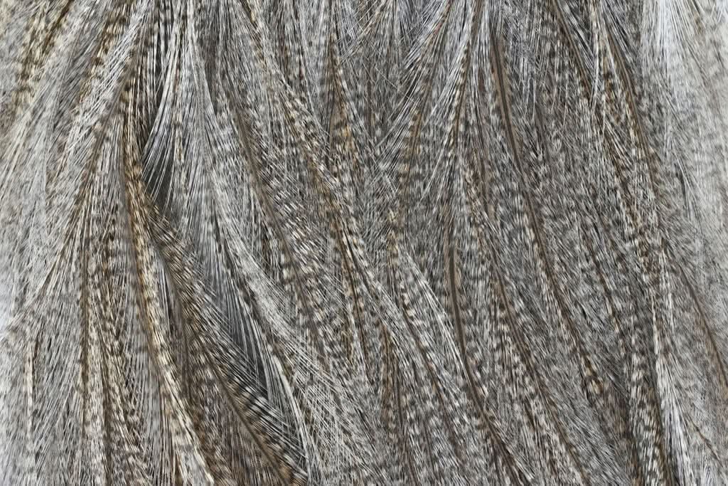 Sella di Gallopardo - Coq de Leon - Go - Fish