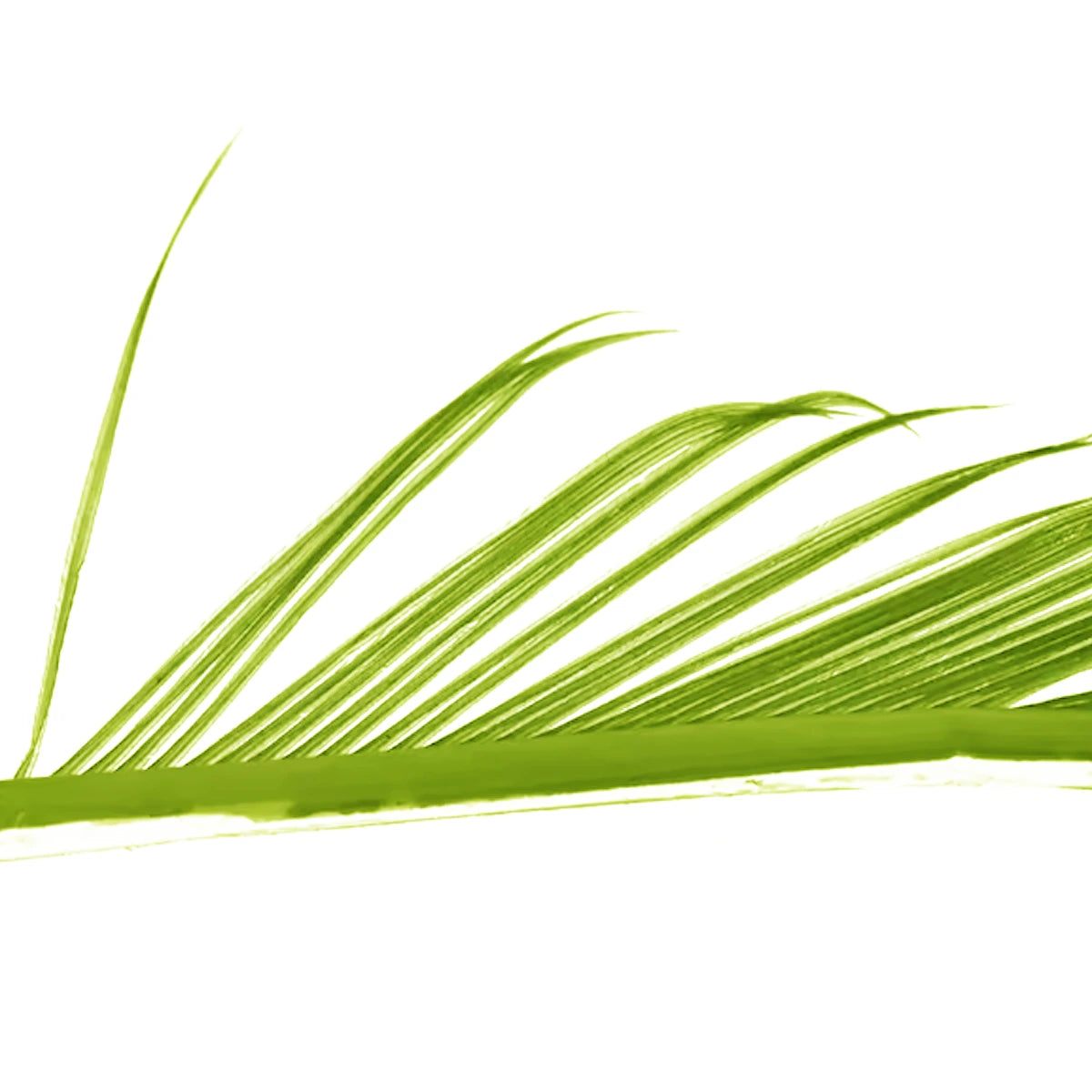 Veniard Turkey Biots caddis green