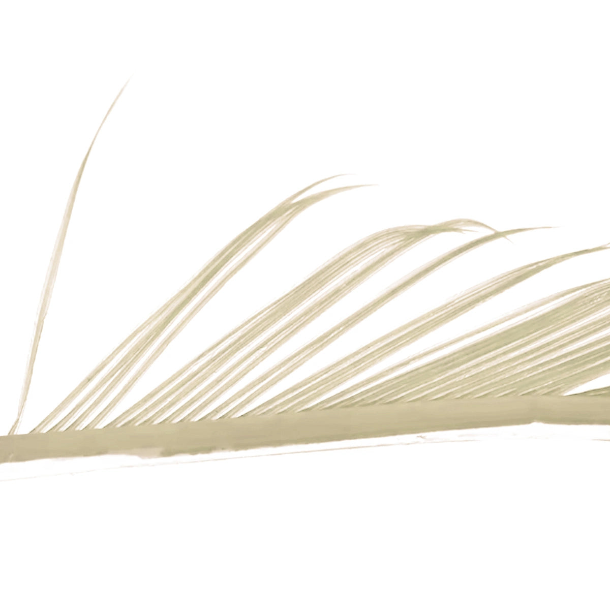 Turkey Biots Veniard (Biot di tacchino)