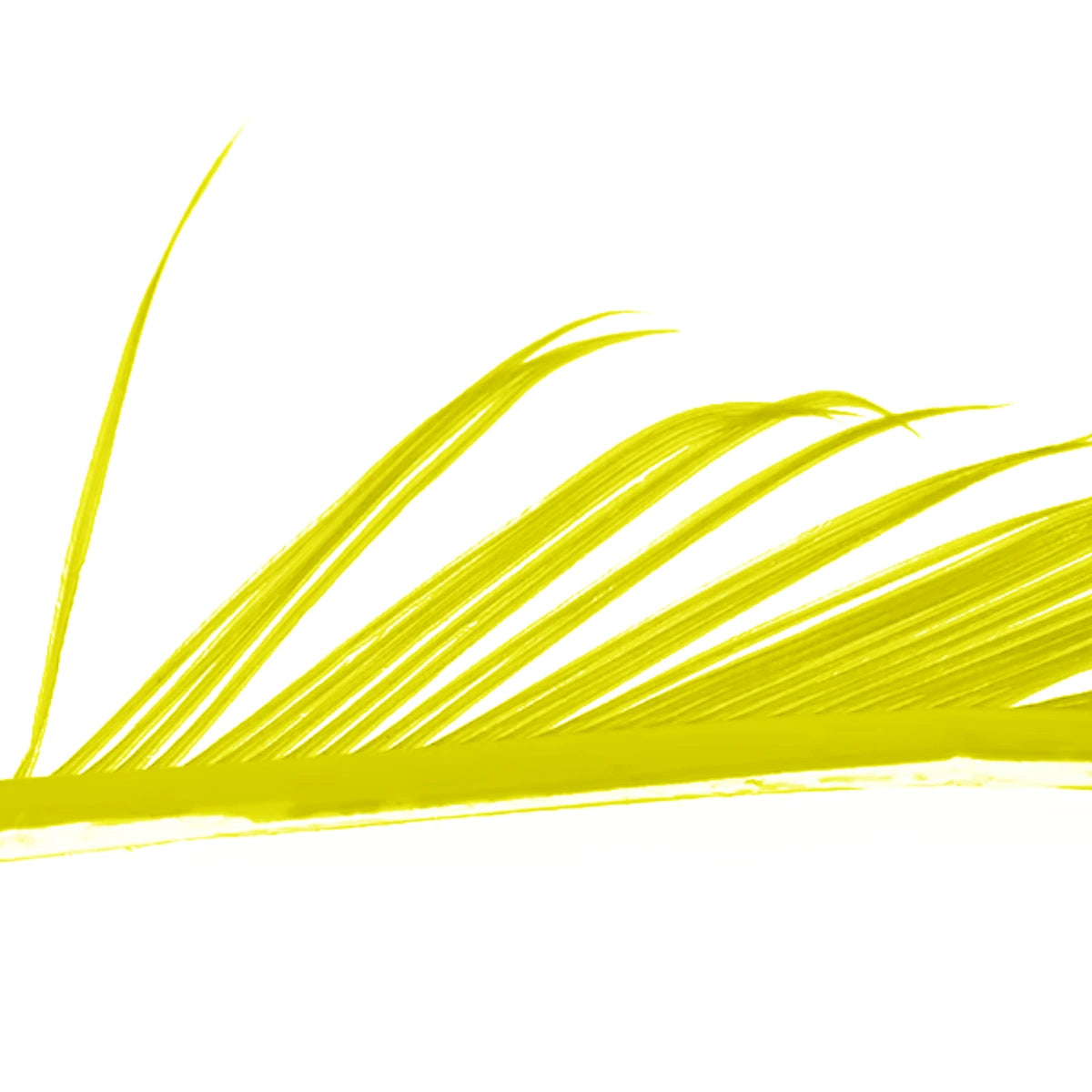 Veniard Turkey Biots yellow