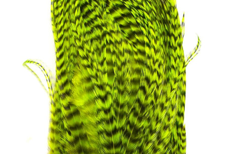 Whiting Bugger Pack │ collo di gallo per streamer - Go - Fish