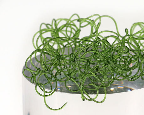 Wiggly Worms - Go - Fish