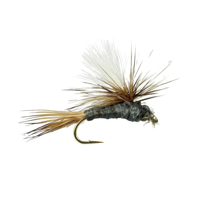 Carlson`s Grey Haze Go-Fish