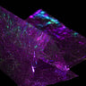 Fine Flash Back Sybai Purple