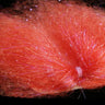 Ghost Flash Hair Sybai UV red