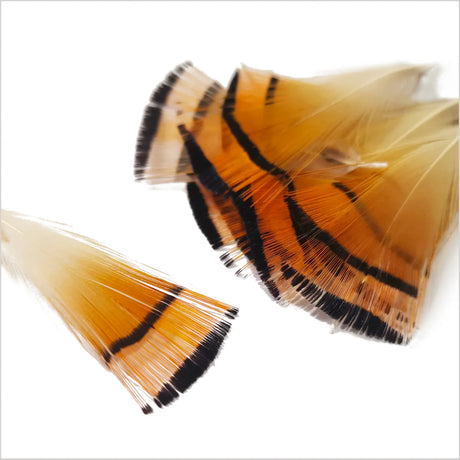 Piume del collare di fagiano dorato