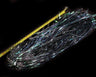 Magnum Sparkle Hair 60 cm Sybai Black pearl