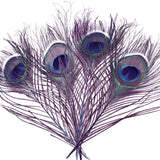 Occhio della coda di pavone Go-Fish Purple