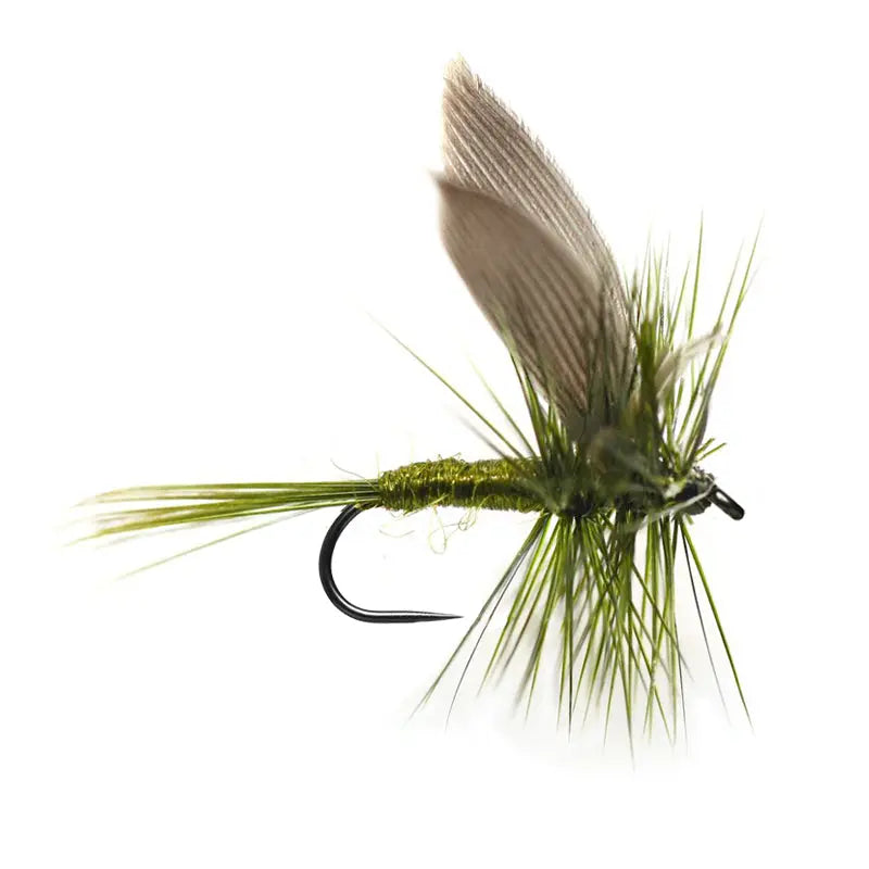 Olive Dun BL Go-Fish #10