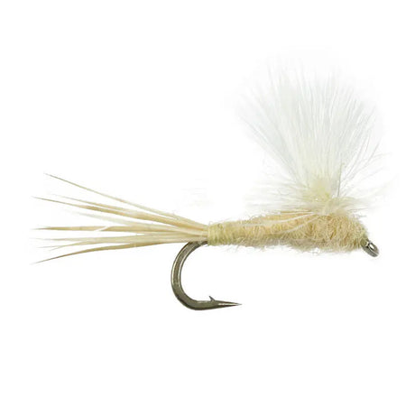 Parachute - Light Cahill Go-Fish