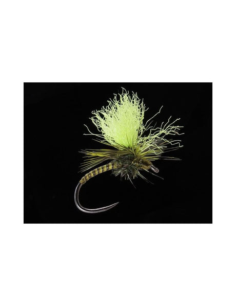 Quillhammer olive - Go - Fish