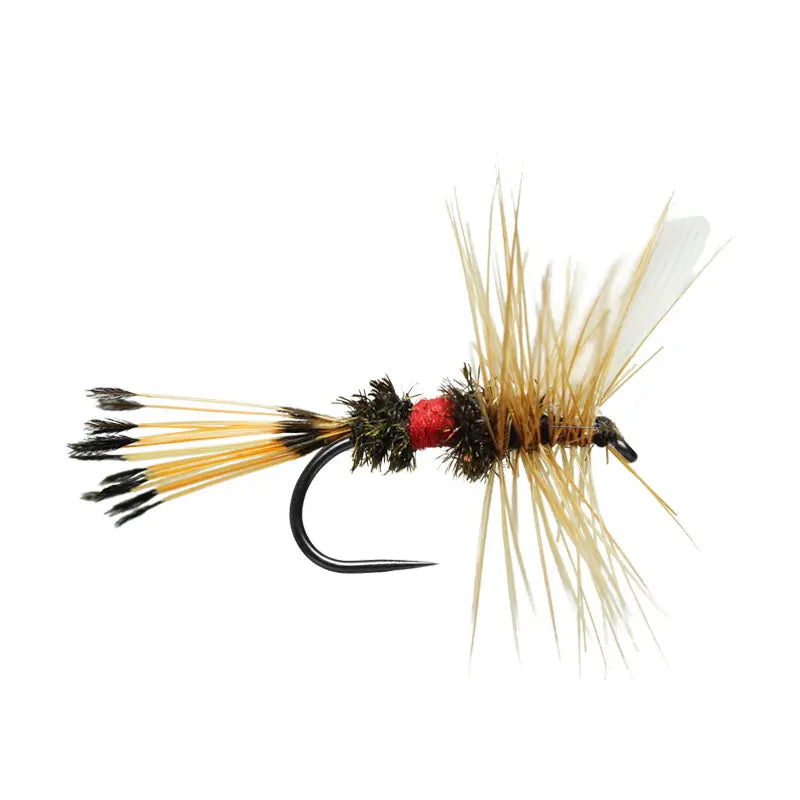 Royal Coachman BL Go-Fish #10