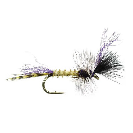 Wikes Donatello Go-Fish