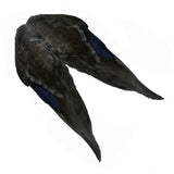 Ali di germano - Mallard Duck Wings - Go - Fish