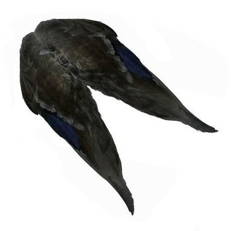 Ali di germano - Mallard Duck Wings - Go - Fish
