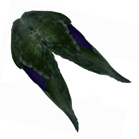 Ali di germano - Mallard Duck Wings - Go - Fish