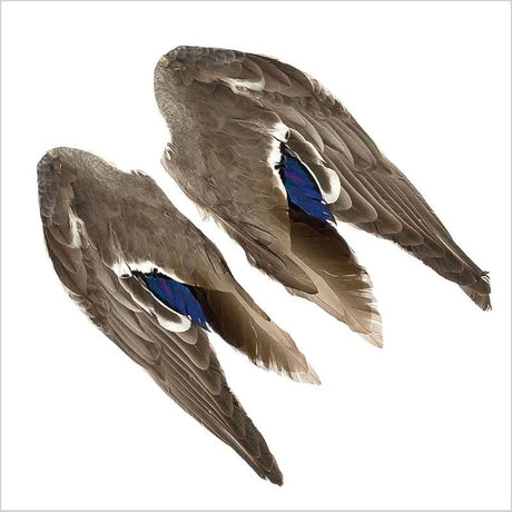 Ali di germano - Mallard Duck Wings - Go - Fish