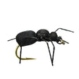Black Ant - Go - Fish