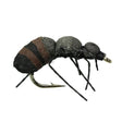 Brown Ant - Go - Fish