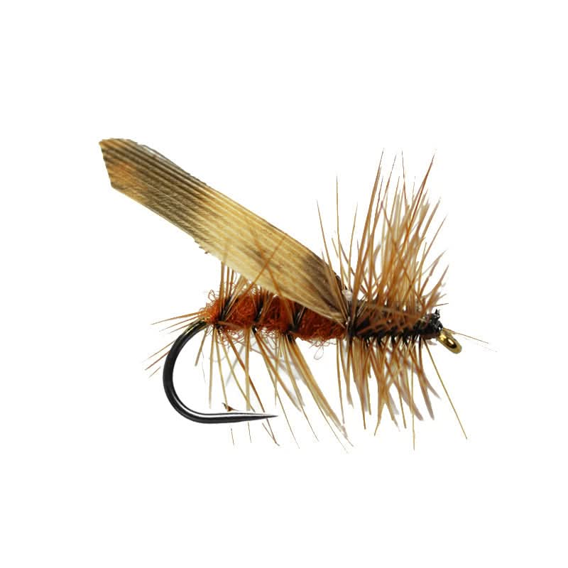 Brown Sedge BL - Go - Fish
