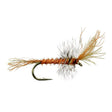 Cinnamon Flying Ant - Go - Fish