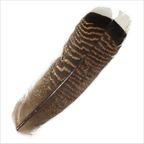 Coda di tacchino - Mottled Turkey Tail - Go - Fish