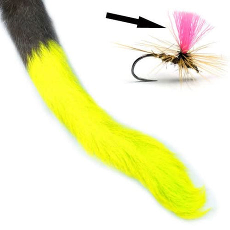Coda di vitello - Calf Tail - Go - Fish