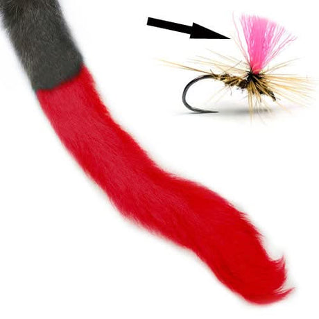 Coda di vitello - Calf Tail - Go - Fish