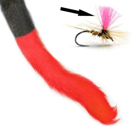 Coda di vitello - Calf Tail - Go - Fish