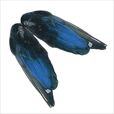 Coppia di ali di gazza - Magpie - Go - Fish