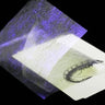 Fine UV Flash Back - Go - Fish