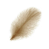 Cul de Canard Feathers Selected 25 pc.