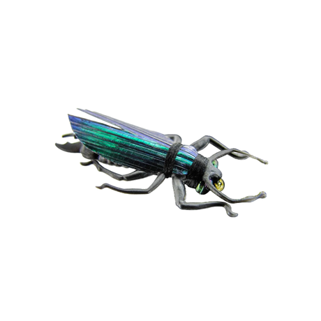 Terrestrial Fly Cicade