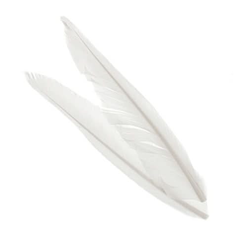 Penne delle ali di anatra | Duck Quills - Go - Fish